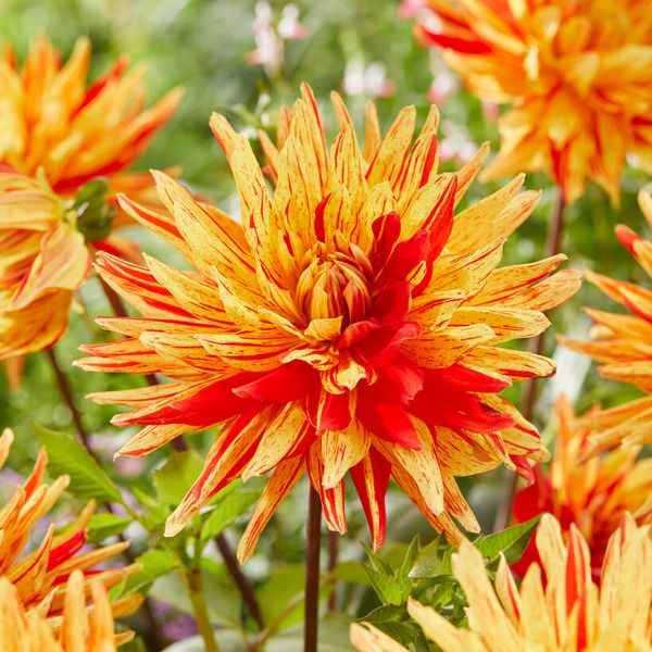 Striped Vulcan Dahlia - Nature Hills Nursery - 5 Pack Bulbs - 