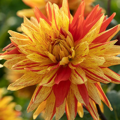 Striped Vulcan Dahlia - Nature Hills Nursery - 5 Pack Bulbs - 