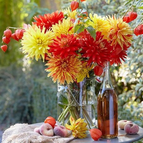 Striped Vulcan Dahlia - Nature Hills Nursery - 5 Pack Bulbs - 