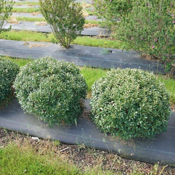 Strongbox? Inkberry Holly