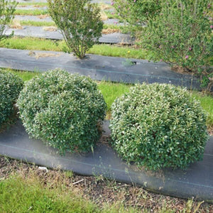 Strongbox? Inkberry Holly