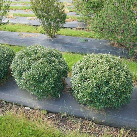 Strongbox? Inkberry Holly