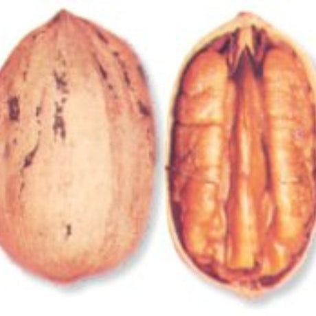 Stuart Pecan Tree