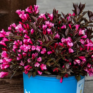 Stunner&reg; Weigela - Nature Hills Nursery - #2 Container - 