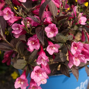 Stunner&reg; Weigela - Nature Hills Nursery - #2 Container - 