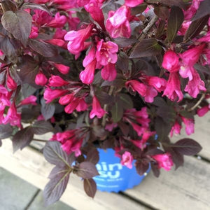 Stunner&reg; Weigela - Nature Hills Nursery - #2 Container - 