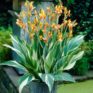 Stuttgart Canna - Nature Hills Nursery - 5 Pack Bulbs - 