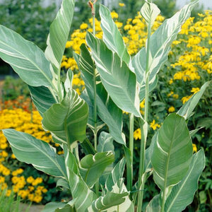 Stuttgart Canna - Nature Hills Nursery - 5 Pack Bulbs - 