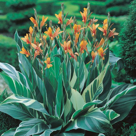 Stuttgart Canna - Nature Hills Nursery - 5 Pack Bulbs - 