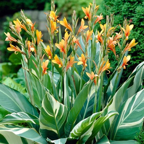 Stuttgart Canna - Nature Hills Nursery - 5 Pack Bulbs - 