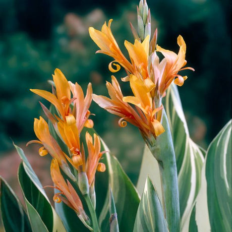 Stuttgart Canna - Nature Hills Nursery - 5 Pack Bulbs - 