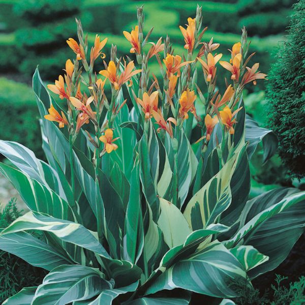 Stuttgart Canna - Perennial - Nature Hills Nursery - 
