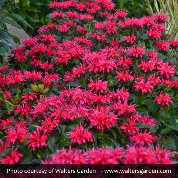 Sugar Buzz&reg; Cherry Pops Bee Balm