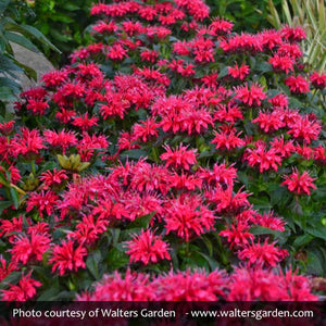 Sugar Buzz&reg; Cherry Pops Bee Balm