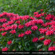 Plants Under $30