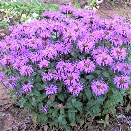 SUGAR BUZZ&reg; Blue Moon Bee Balm - Nature Hills Nursery - #1 Container - 