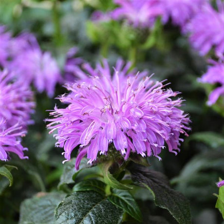 SUGAR BUZZ&reg; Blue Moon Bee Balm - Nature Hills Nursery - #1 Container - 