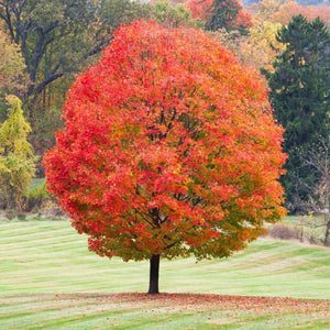 Sugar Maple Tree (Acer saccharum), a tree featuring yellow flowers and deciduous.
