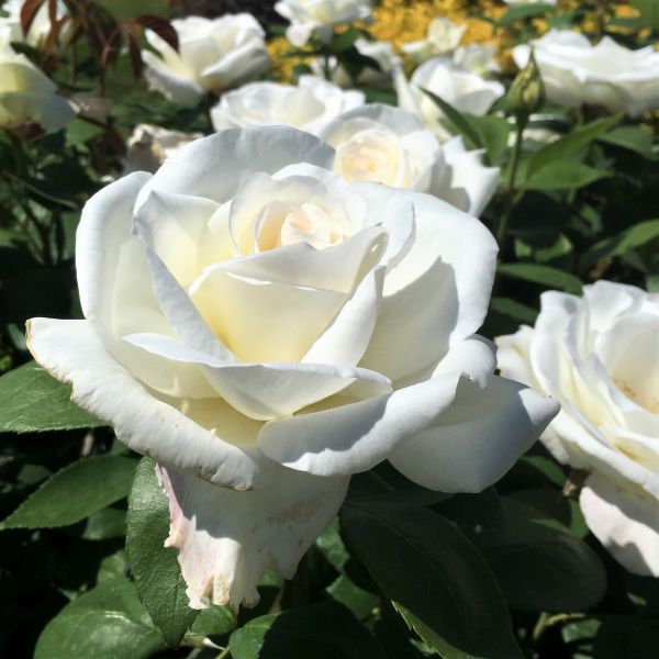 Close-up of white rosa flowers on Sugar Moon™ Hybrid Tea Rose.