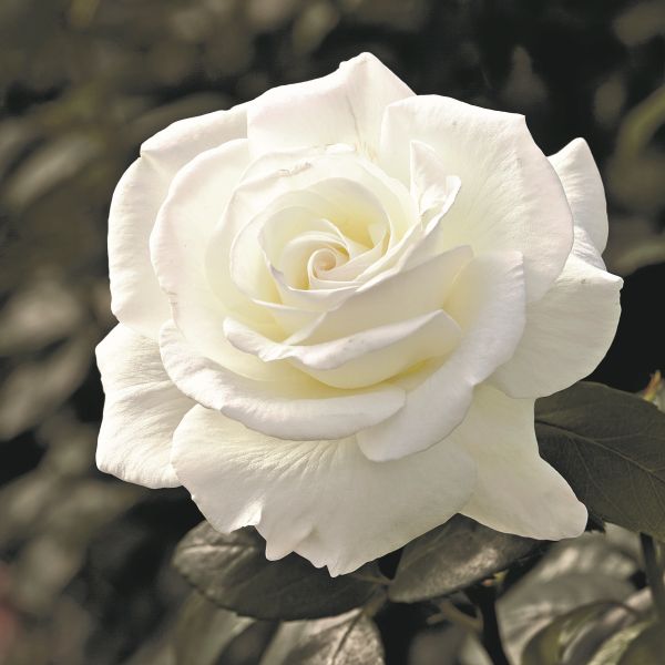 Sugar Moon™ Hybrid Tea Rose (Rosa 'WEKmemolo'), a shrub featuring white flowers and deciduous.