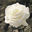 Sugar Moon&trade; Hybrid Tea Rose - Nature Hills Nursery - #2 Container - 