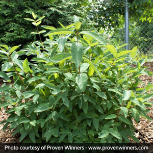 Sugar Mountain® Blue Sweetberry Honeysuckle Bush - Nature Hills Nursery - Sprinter Pot - 