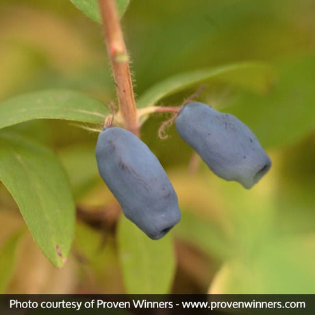 Sugar Mountain® Blue Sweetberry Honeysuckle Bush - Nature Hills Nursery - Sprinter Pot - 