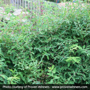 Sugar Mountain® Blue Sweetberry Honeysuckle Bush - Nature Hills Nursery - Sprinter Pot - 