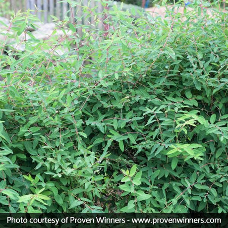 Sugar Mountain® Blue Sweetberry Honeysuckle Bush - Nature Hills Nursery - Sprinter Pot - 
