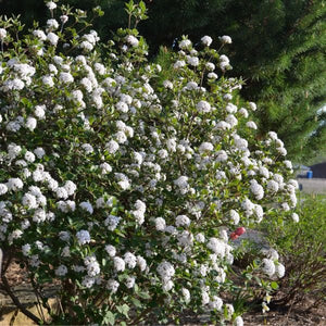 Proven Winners® ColorChoice® Sugar N' Spice™ Korean Spice Viburnum