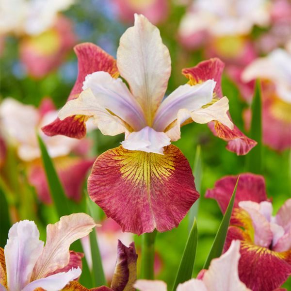 Sugar Rush Siberian Iris - Perennial - Nature Hills Nursery - 3 Pack Bareroot - 