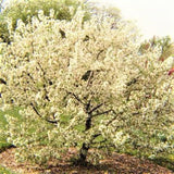 Sugar Tyme Crabapple