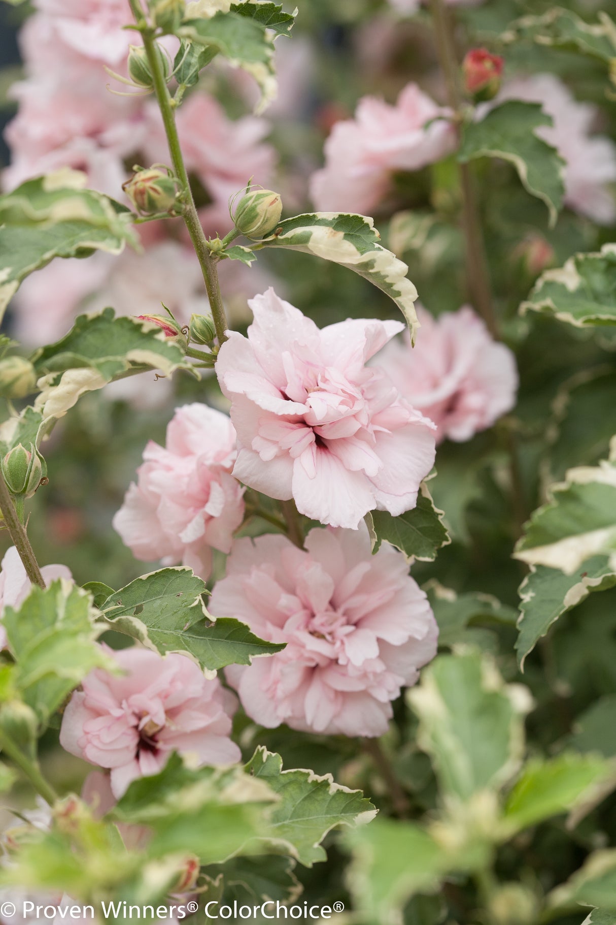 Proven Winner® ColorChoice® Sugar Tip® Rose of Sharon Tree