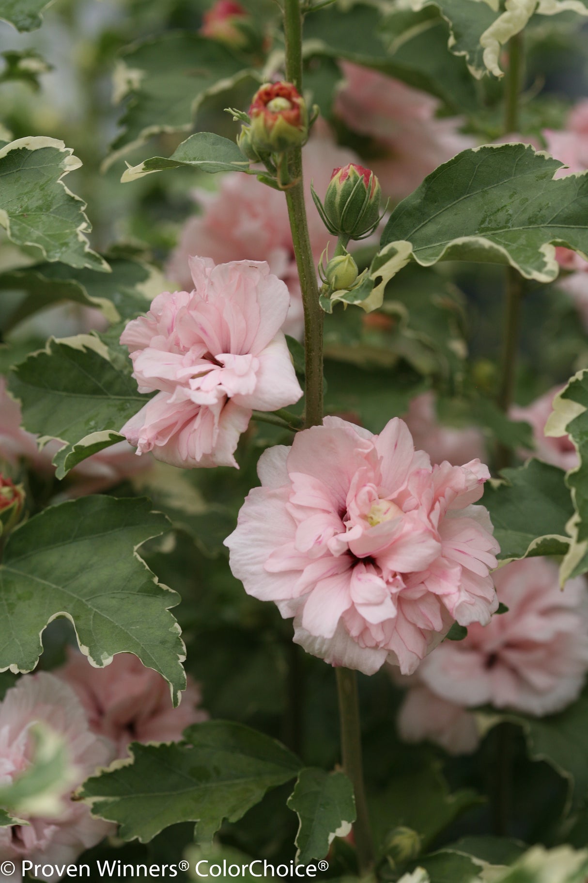 Proven Winner® ColorChoice® Sugar Tip® Rose of Sharon Tree