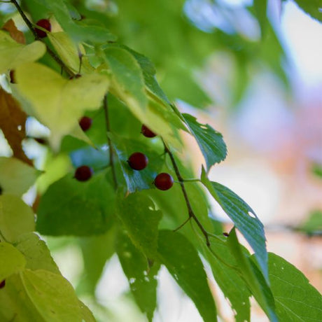 Sugarberry Branch With Berries