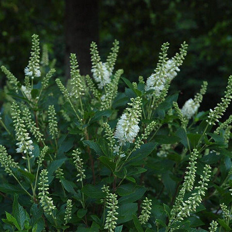 Sugartina&reg; Summersweet