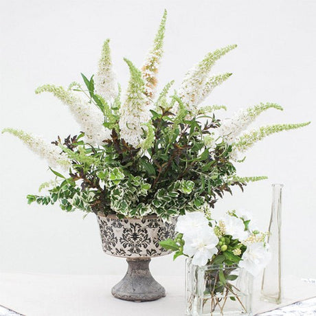 Sugartina&reg; Summersweet