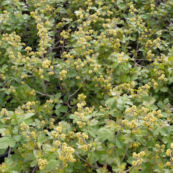 Close-up of yellow rhus flowers on Gro - Low Sumac blooming in early spring to late spring.