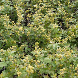 Close-up of yellow rhus flowers on Gro - Low Sumac blooming in early spring to late spring.
