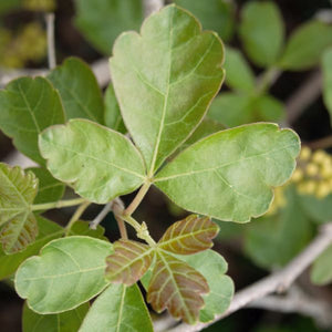 Deciduous foliage of Gro - Low Sumac (Rhus aromatica 'Gro-Low') in a garden setting.
