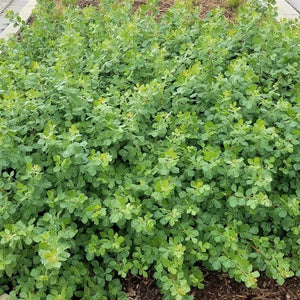 Gro - Low Sumac (Rhus aromatica 'Gro-Low') growing in a garden landscape, showing mature shrub form.
