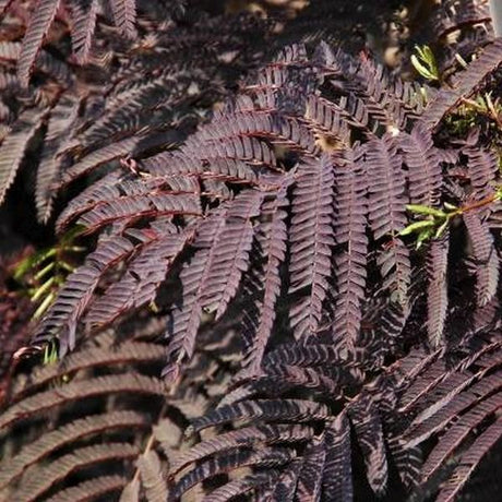 Summer Chocolate Mimosa Tree - Nature Hills Nursery - #2 Container - 