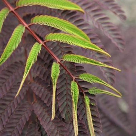 Close-up of pink albizia flowers on Summer Chocolate Mimosa Tree blooming in early summer to late summer.