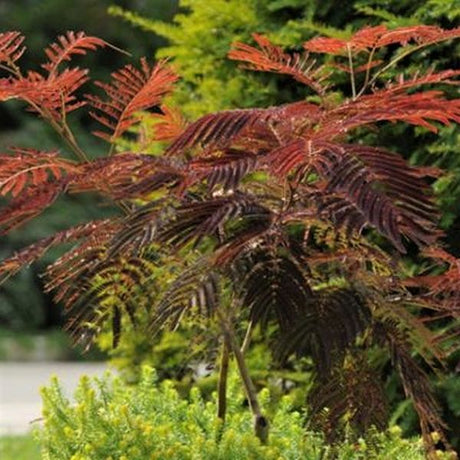 Deciduous foliage of Summer Chocolate Mimosa Tree (Albizia julibrissin 'Summer Chocolate') in a garden setting.