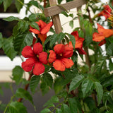 Summer Jazz™ Fire Trumpet Vine - Nature Hills Nursery - #2 Container - 