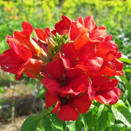 Summer Jazz™ Fire Trumpet Vine (Campsis x tagliabuana 'Takarazuka Fresa' PP 23,917), a perennial featuring red flowers and deciduous.