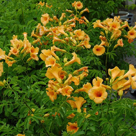 Summer Jazz™ Sunrise Gold Trumpet Vine - Nature Hills Nursery - #2 Container - 