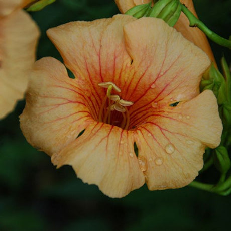 Deciduous foliage of Summer Jazz™ Sunrise Gold Trumpet Vine (Campsis x tagliabuana 'Takarazuka Yellow' PP 23,91...) in a garden setting.