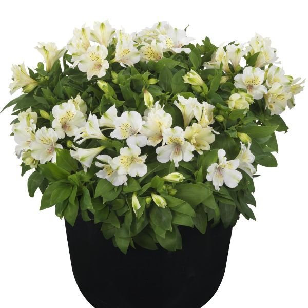 Summer Paradise® Beach Valley Peruvian Lily - Nature Hills Nursery - #1 Container - 
