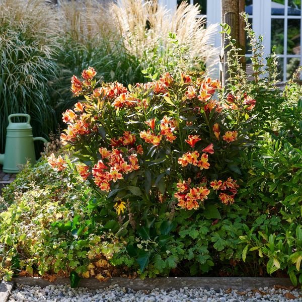 Summer Paradise® Indian Summer Peruvian Lily - Nature Hills Nursery - #1 Container - 
